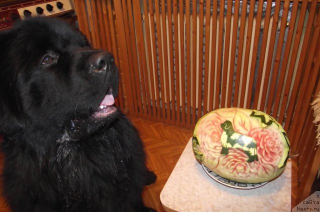 Фото: ньюфаундленд Чарующий Чезарио (Charuyuschiy Chezario)