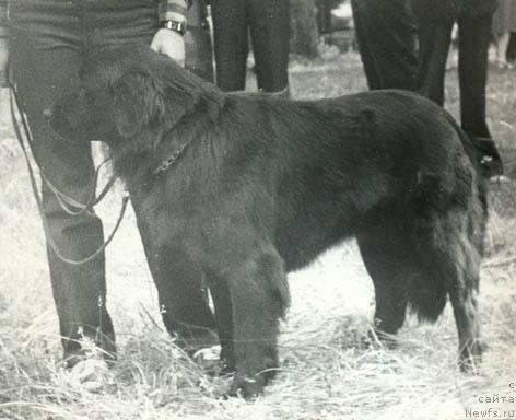 Фото: ньюфаундленд Эльзана Амкри