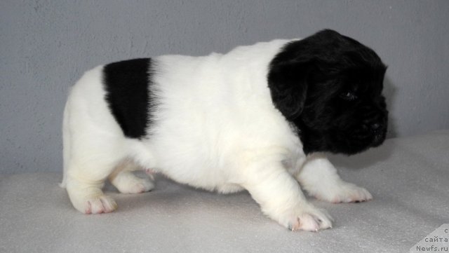 Фото: ньюфаундленд Санта Де Ла Морис