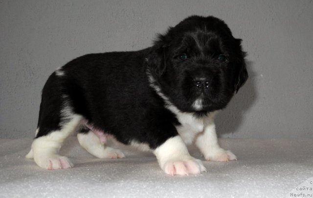 Фото: ньюфаундленд Скайуокер Энакин Джедай