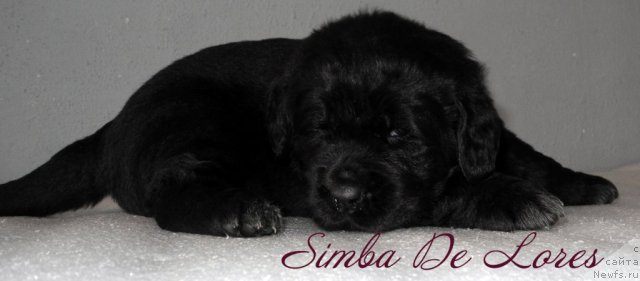 Фото: ньюфаундленд Симба Де Лорес