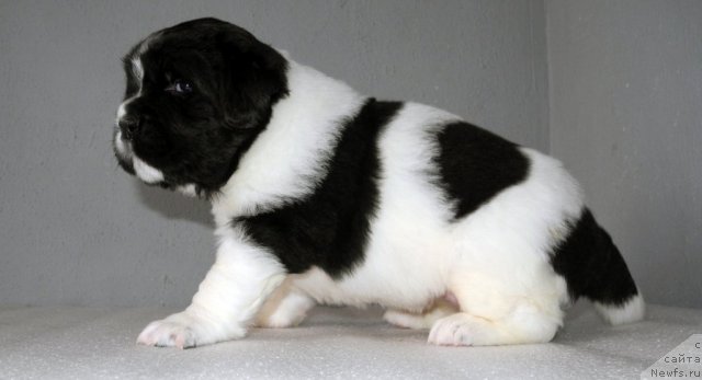 Фото: ньюфаундленд Саша Габриэль Торрес