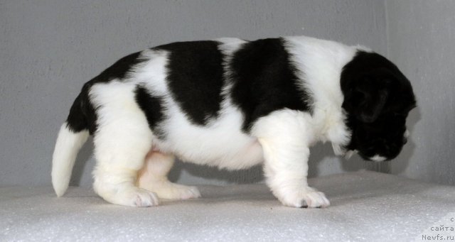 Фото: ньюфаундленд Саша Габриэль Торрес