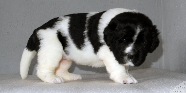 Фото: ньюфаундленд Саша Габриэль Торрес