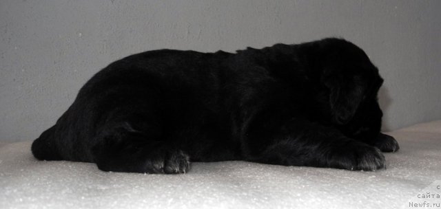 Фото: ньюфаундленд Симба Де Лорес