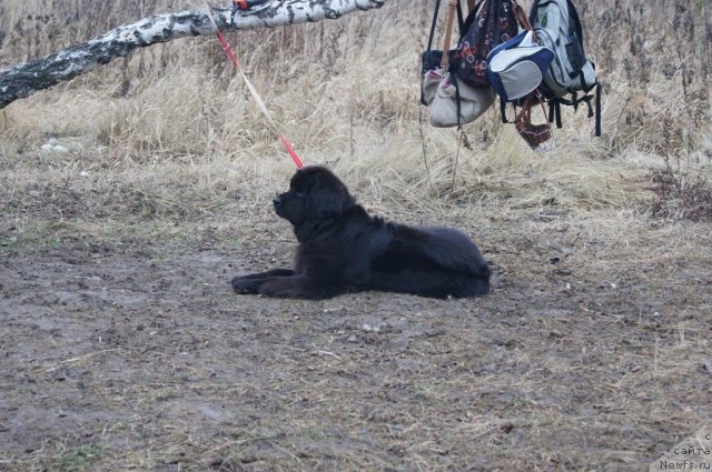 Фотография № 111119