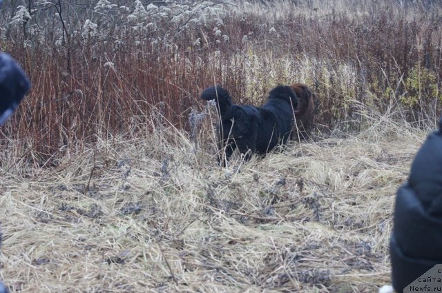 Фото: ньюфаундленд Бегущая по Волнам Фогет Ми Нот, ньюфаундленд Очаровашка с Берега Дона (Ocharovashka s Berega Dona)