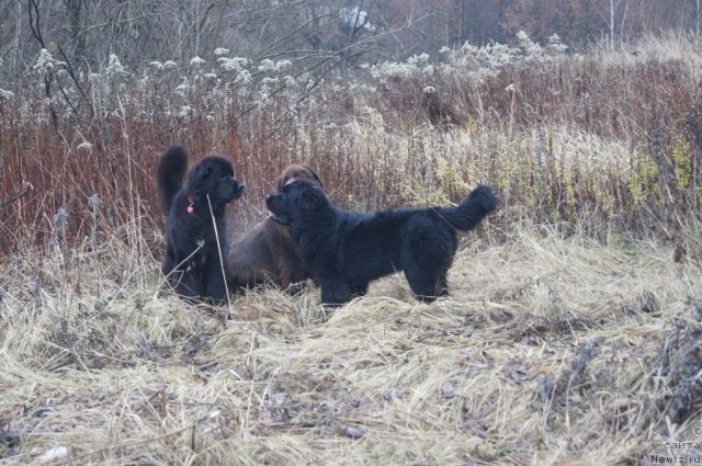 Фотография № 111129