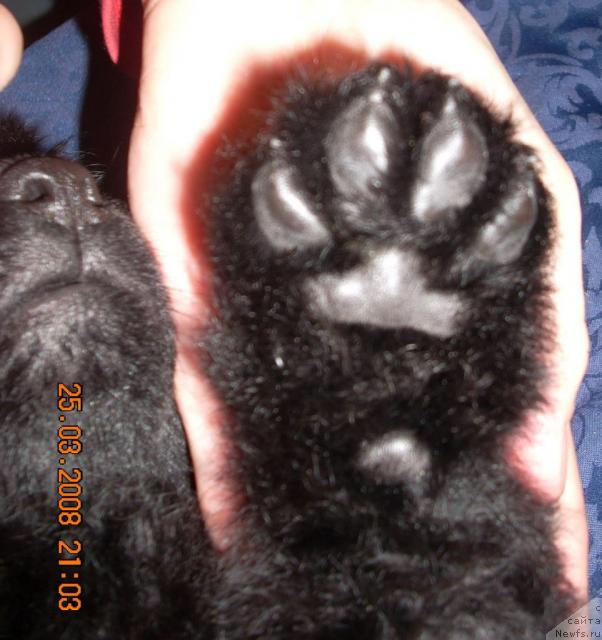 Фото: ньюфаундленд Конан Пандэроуз