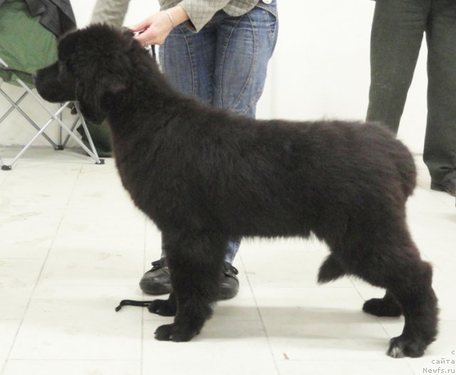 Фото: ньюфаундленд Бегущая по Волнам Шадэ Колор оф Лифе (Beguschaya po Volnam Shade Color of Life)