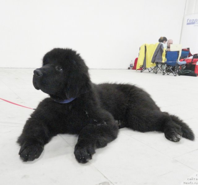 Фото: ньюфаундленд Бегущая по Волнам Шадэ Колор оф Лифе (Beguschaya po Volnam Shade Color of Life)