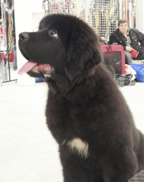 Фото: ньюфаундленд Бегущая по Волнам Шадэ Колор оф Лифе (Beguschaya po Volnam Shade Color of Life)