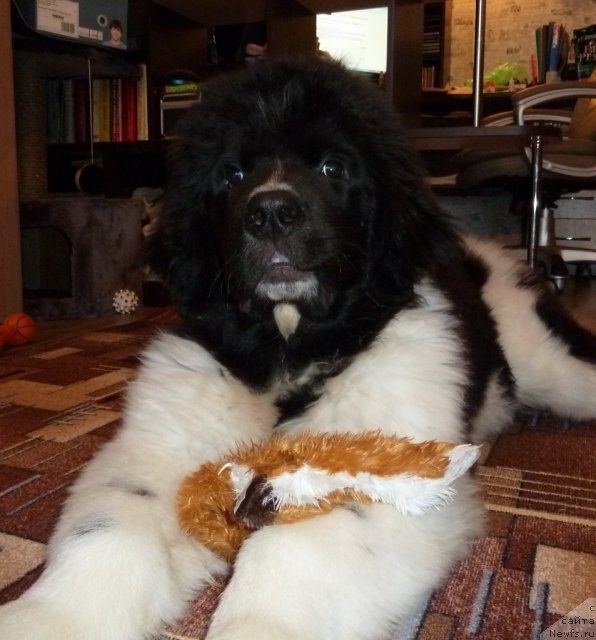 Фото: ньюфаундленд Фиаметтахауз Примо Орсо Нео