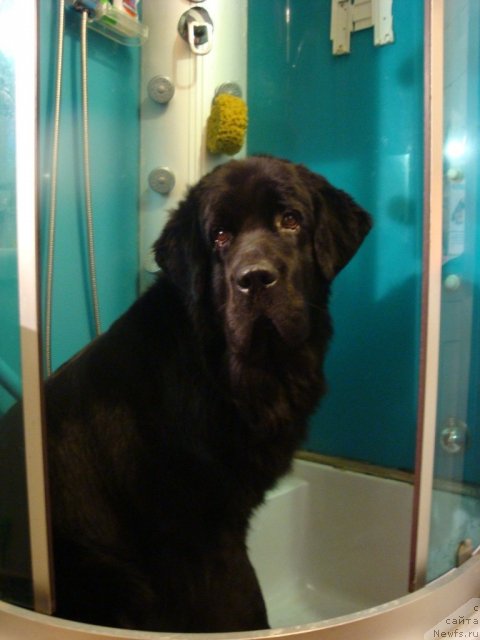 Фото: ньюфаундленд Питерньюф Нота Бене (Piternyuf Nota Bene)