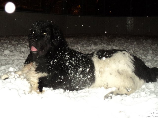 Фото: ньюфаундленд Плюшевая Панда Ферреро Ронд Нуар (Plushevaya Panda Ferrero Rond Noir)