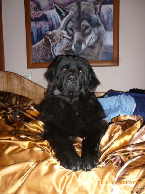 Фото: ньюфаундленд Вашингтон