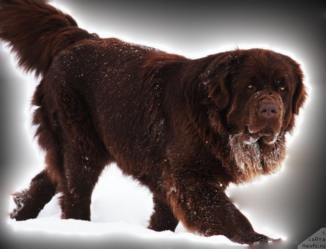 Фото: ньюфаундленд Великий Медведь Камелия