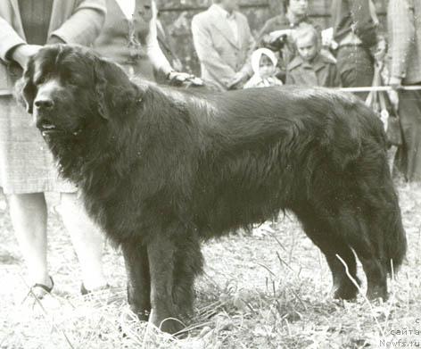 Фото: ньюфаундленд Орро