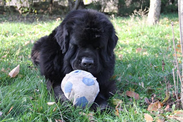 Фотография № 111201