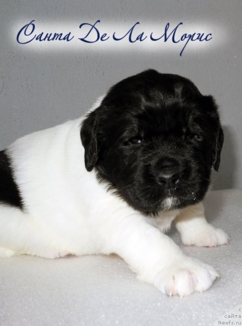 Фото: ньюфаундленд Санта Де Ла Морис