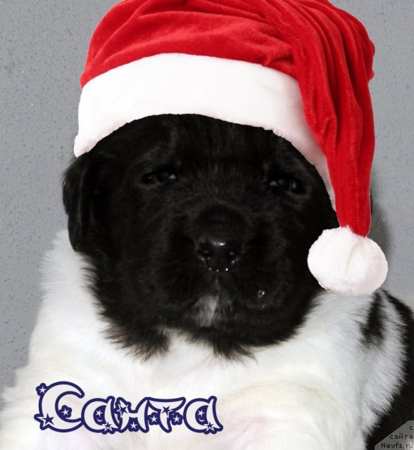 Фото: ньюфаундленд Санта Де Ла Морис