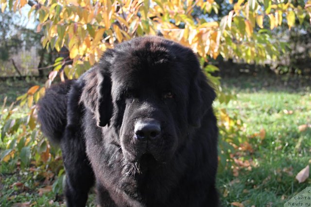 Фото: ньюфаундленд Паркер с Берега Дона (Parker s Berega Dona)