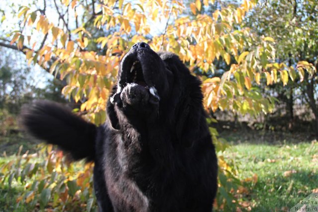 Фото: ньюфаундленд Паркер с Берега Дона (Parker s Berega Dona)