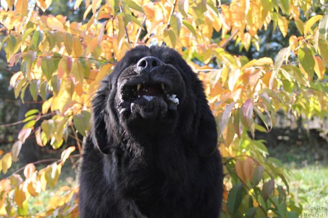 Фото: ньюфаундленд Паркер с Берега Дона (Parker s Berega Dona)