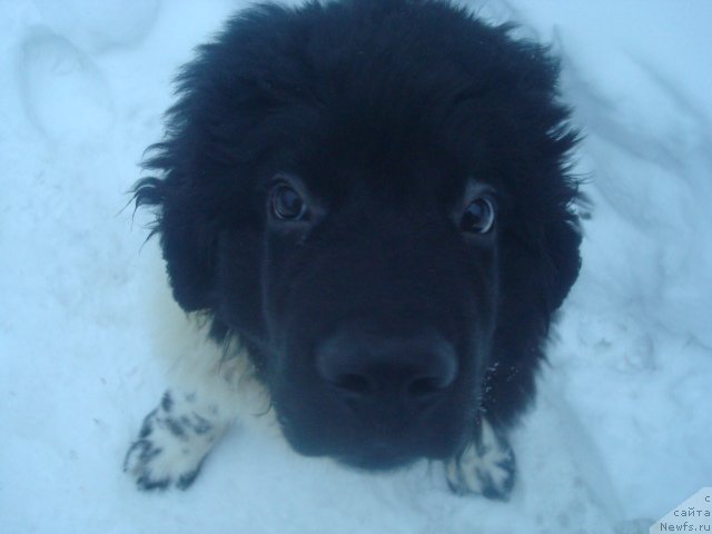 Фото: ньюфаундленд Кипер Соул Найс Гай (Keeper Soul Nice Guy)