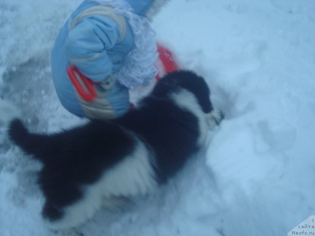 Фото: ньюфаундленд Кипер Соул Найс Гай (Keeper Soul Nice Guy)