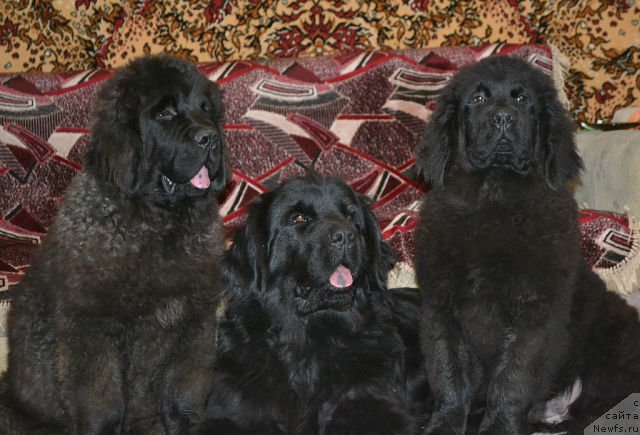 Фотография № 111230