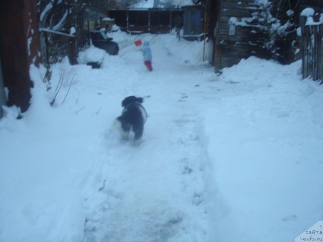 Фото: ньюфаундленд Кипер Соул Найс Гай (Keeper Soul Nice Guy)