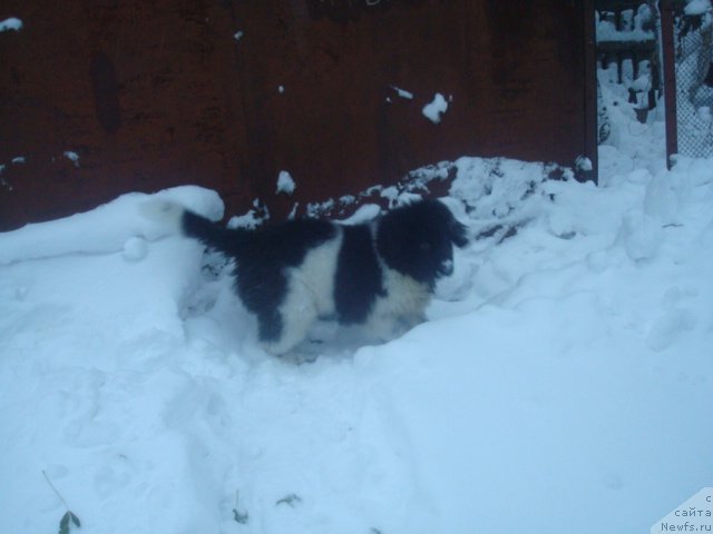 Фото: ньюфаундленд Кипер Соул Найс Гай (Keeper Soul Nice Guy)