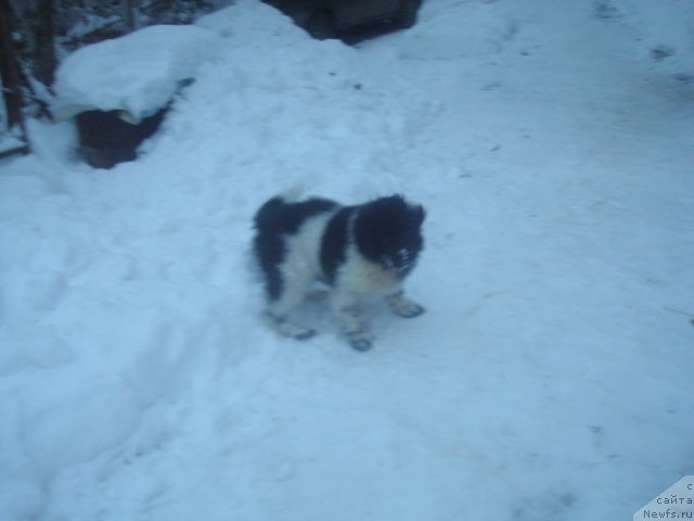 Фото: ньюфаундленд Кипер Соул Найс Гай (Keeper Soul Nice Guy)