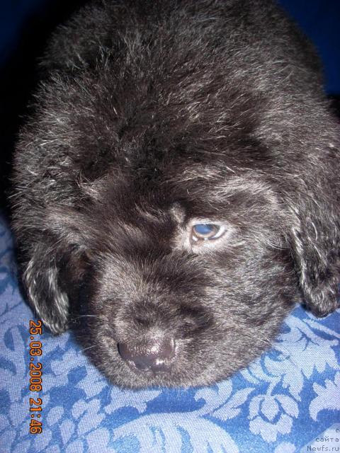 Фото: ньюфаундленд Корра Бьюти