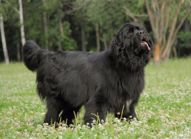 Фото: ньюфаундленд Донатс Прайд Анжэл ин э Флэш