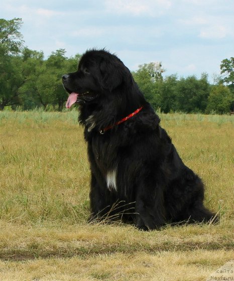 Фото: ньюфаундленд Бавария (Bavariya)