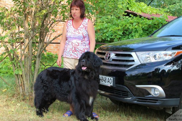 Фото: ньюфаундленд Бавария (Bavariya), Татьяна Леусенко