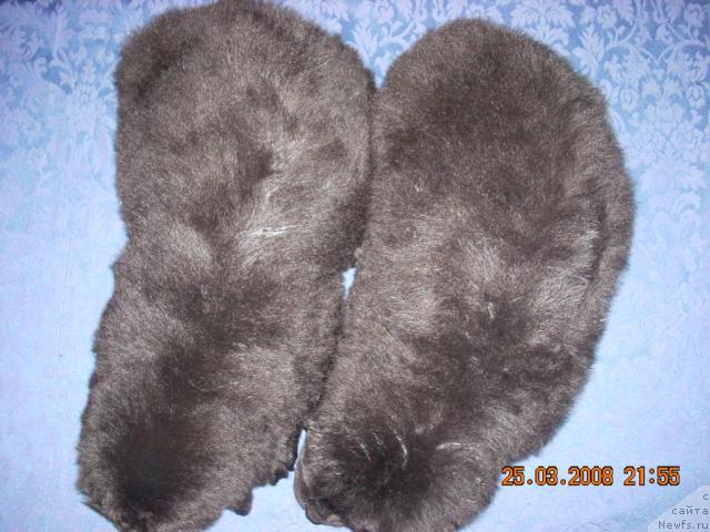 Фото: ньюфаундленд Корра Бьюти, ньюфаундленд Конни Флайфи