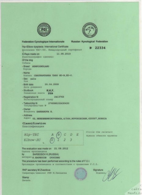 Фото: ньюфаундленд Chatkantarra Taro