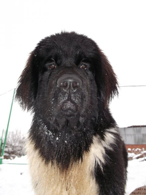 Фото: ньюфаундленд Изящная Галатея (Izyaschnaya Galateya)