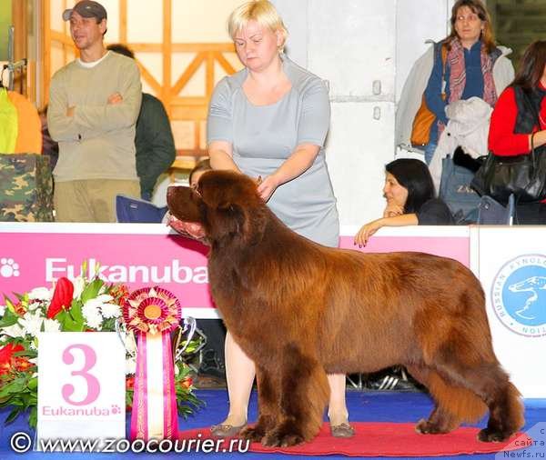 Фото: ньюфаундленд Акватория Келвин Редс Бегин энд Вин (Aquatoriya Kelvin Reds Begin and Win)