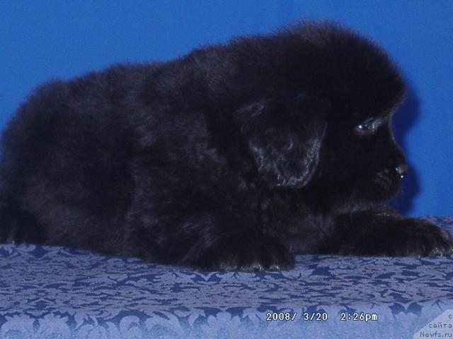 Фото: ньюфаундленд Кайден Плейфул (Kaiden Playful)