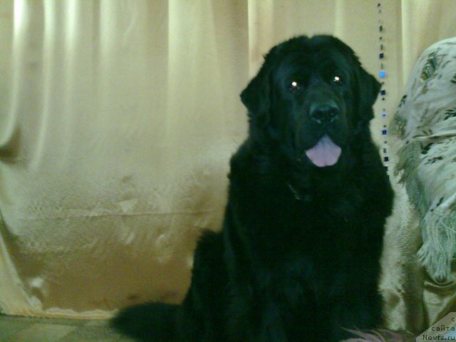 Фото: ньюфаундленд Великий Медведь Загадка