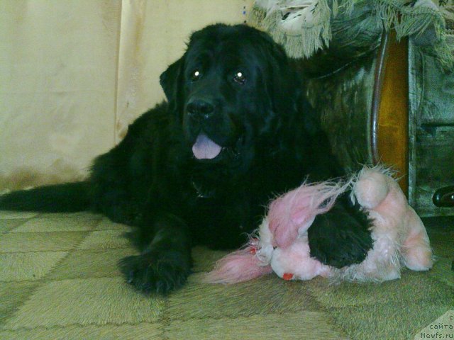 Фото: ньюфаундленд Великий Медведь Загадка