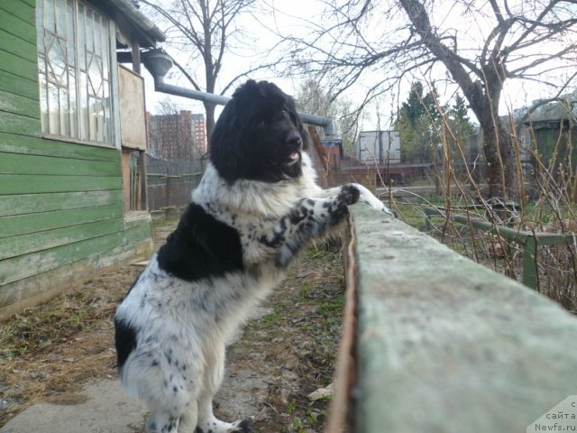 Фото: ньюфаундленд Аквиан Сонг Зиппи Панда