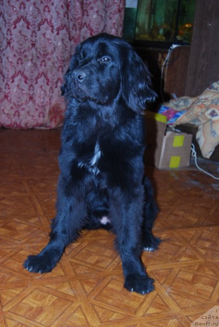 Фото: ньюфаундленд Супер Премиум Лав Ми Тендер