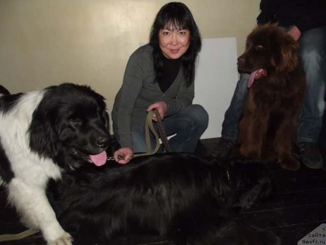 Фото: ньюфаундленд Юджиния из Медвежьего Яра (Yudzhiniya iz Medvejyego Yara)