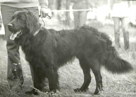 Фото: ньюфаундленд Конде