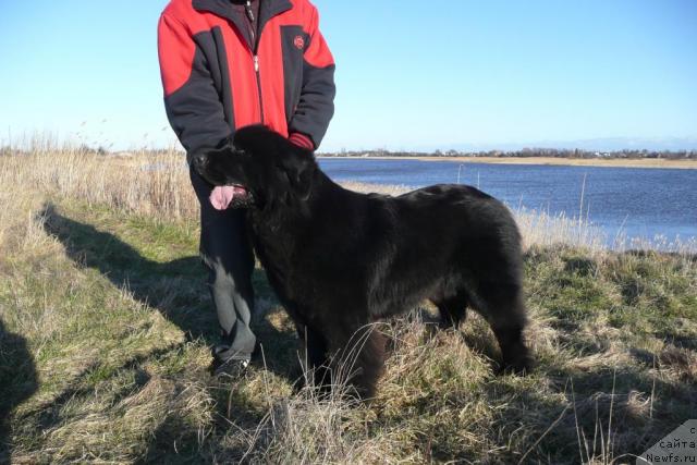 Фото: ньюфаундленд Звезда Ростова с Берега Дона (Zvezda Rostova s Berega Dona)